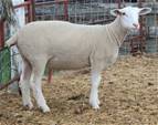 Sheep Trax Liliana 392L
